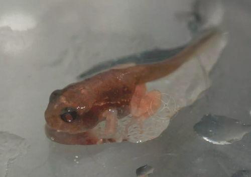 国产蝌蚪,创新科技引领未来生态养殖新篇章